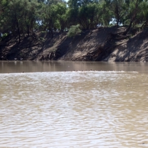 Chenonetta jubata at Narran Lake, NSW - 10 Mar 2022 11:04 AM