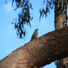 Climacteris picumnus picumnus (Brown Treecreeper) at Brewarrina, NSW - 9 Mar 2022 by MB