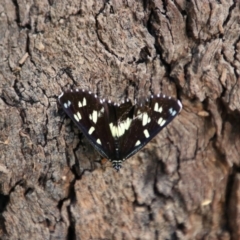 Unidentified Noctuoid moth (except Arctiinae) at Narran Lake, NSW - 9 Mar 2022 by MB