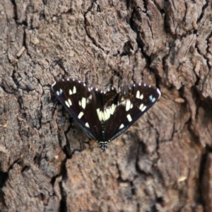 Cruria donowani at Narran Lake, NSW - 9 Mar 2022 05:52 PM
