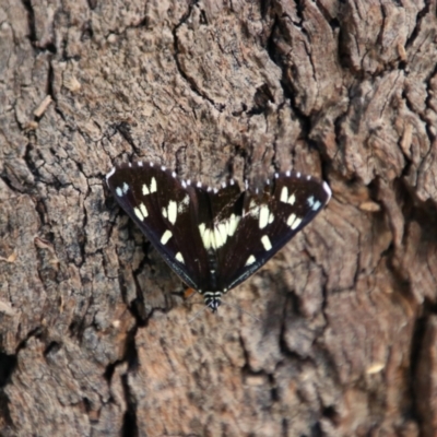 Cruria donowani (Crow or Donovan's Day Moth) at Narran Lake, NSW - 9 Mar 2022 by MB