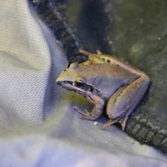 Unidentified Frog at Narran Lake, NSW - 9 Mar 2022 by MB