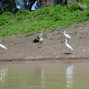 Platalea regia at Narran Lake, NSW - 9 Mar 2022