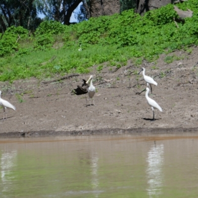 Platalea flavipes (Yellow-billed Spoonbill) at Narran Lake, NSW - 9 Mar 2022 by MB