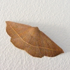 Idiodes apicata (Bracken Moth) at Crooked Corner, NSW - 11 Sep 2013 by Milly