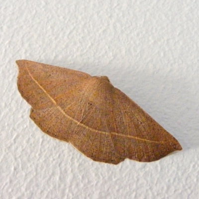 Idiodes apicata (Bracken Moth) at Crooked Corner, NSW - 10 Sep 2013 by Milly