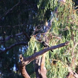 Anhinga novaehollandiae at Narran Lake, NSW - 8 Mar 2022 06:49 PM