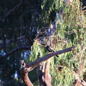 Anhinga novaehollandiae at Narran Lake, NSW - 8 Mar 2022