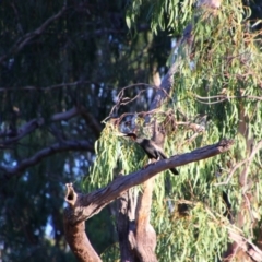 Anhinga novaehollandiae (Australasian Darter) at Narran Lake, NSW - 8 Mar 2022 by MB