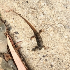 Ctenotus taeniolatus (Copper-tailed Skink) at Acton, ACT - 17 Mar 2022 by KMcCue