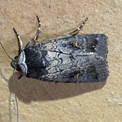 Proteuxoa restituta (Black-bodied Noctuid) at Jerrabomberra, NSW - 16 Mar 2022 by SteveBorkowskis