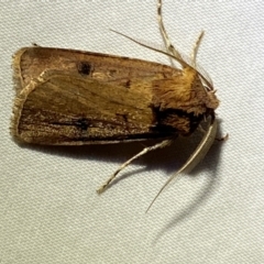 Agrotis porphyricollis (Variable Cutworm) at QPRC LGA - 16 Mar 2022 by Steve_Bok