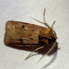 Agrotis porphyricollis at Jerrabomberra, NSW - suppressed
