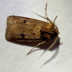 Agrotis porphyricollis at Jerrabomberra, NSW - suppressed