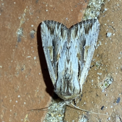 Persectania ewingii (Southern Armyworm) at Jerrabomberra, NSW - 16 Mar 2022 by SteveBorkowskis