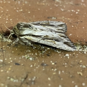 Persectania ewingii at Jerrabomberra, NSW - 16 Mar 2022