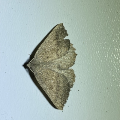 Authaemon stenonipha (Pale-bordered Cape-moth (Ennominae)) at Jerrabomberra, NSW - 16 Mar 2022 by SteveBorkowskis