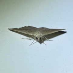 Authaemon stenonipha at Jerrabomberra, NSW - suppressed