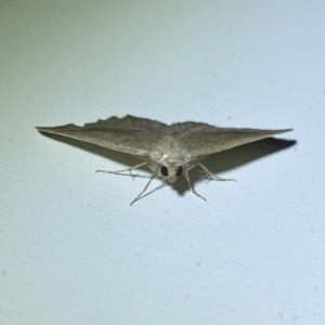 Authaemon stenonipha at Jerrabomberra, NSW - suppressed