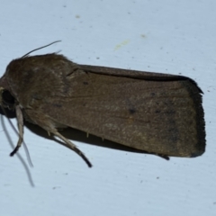 Proteuxoa porphyrescens (A Noctuid moth) at Jerrabomberra, NSW - 16 Mar 2022 by Steve_Bok