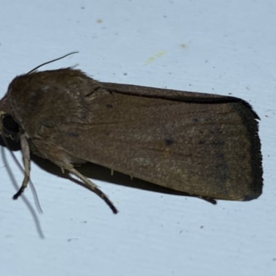 Proteuxoa porphyrescens (Red Noctuid) at Jerrabomberra, NSW - 16 Mar 2022 by SteveBorkowskis