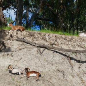 Capra hircus at Walgett, NSW - 7 Mar 2022 08:59 AM