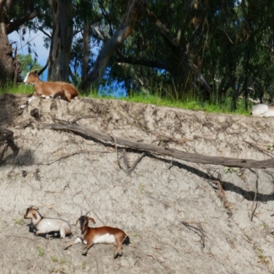Capra hircus (Goat, Feral Goat) at Walgett, NSW - 7 Mar 2022 by MB