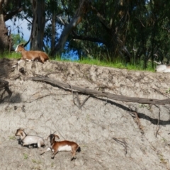 Capra hircus (Goat) at Walgett, NSW - 6 Mar 2022 by MB