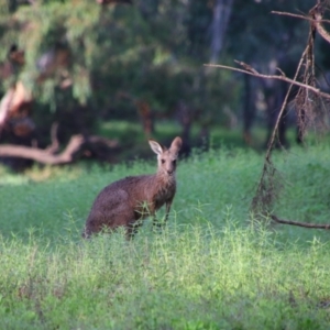 Macropus giganteus at Walgett, NSW - 7 Mar 2022 08:03 AM