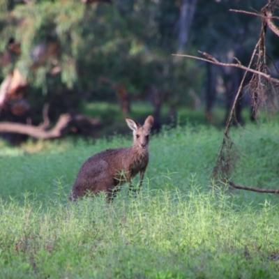 Macropus giganteus (Eastern Grey Kangaroo) at Walgett, NSW - 7 Mar 2022 by MB