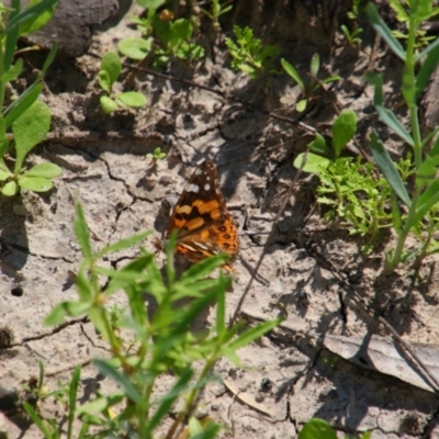 Vanessa kershawi (Australian Painted Lady) at Walgett, NSW - 6 Mar 2022 by MB