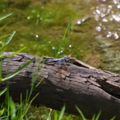 Orthetrum caledonicum (Blue Skimmer) at Walgett, NSW - 6 Mar 2022 by MB