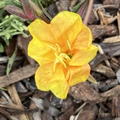 Oenothera stricta subsp. stricta (Common Evening Primrose) at Environa, NSW - 17 Mar 2022 by SteveBorkowskis