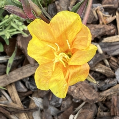 Oenothera stricta subsp. stricta (Common Evening Primrose) at Environa, NSW - 17 Mar 2022 by Steve_Bok