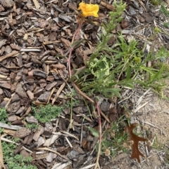 Oenothera stricta subsp. stricta at Environa, NSW - 17 Mar 2022 02:11 PM