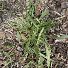 Oenothera stricta subsp. stricta at Environa, NSW - 17 Mar 2022