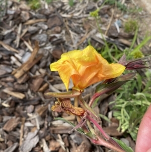 Oenothera stricta subsp. stricta at Environa, NSW - 17 Mar 2022 02:11 PM