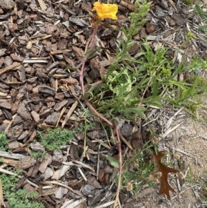 Oenothera stricta subsp. stricta at Environa, NSW - 17 Mar 2022 02:11 PM