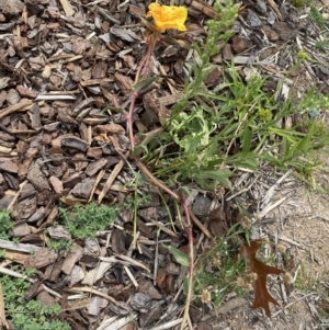 Oenothera stricta subsp. stricta at Environa, NSW - 17 Mar 2022