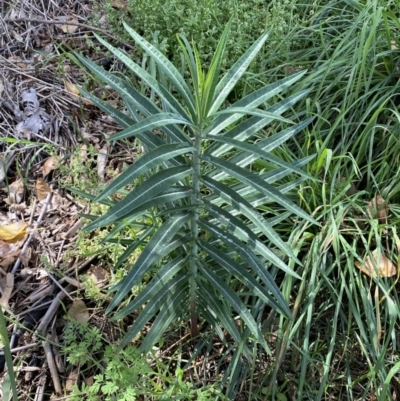 Euphorbia lathyris (Caper Spurge) at Queanbeyan, NSW - 17 Mar 2022 by SteveBorkowskis