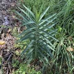 Euphorbia lathyris (Caper Spurge) at Queanbeyan, NSW - 17 Mar 2022 by Steve_Bok