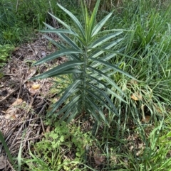 Euphorbia lathyris at Queanbeyan, NSW - 17 Mar 2022