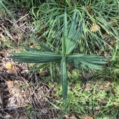 Euphorbia lathyris at Queanbeyan, NSW - 17 Mar 2022