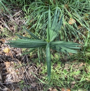 Euphorbia lathyris at Queanbeyan, NSW - 17 Mar 2022