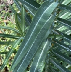 Euphorbia lathyris at Queanbeyan, NSW - 17 Mar 2022