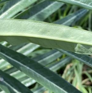 Euphorbia lathyris at Queanbeyan, NSW - 17 Mar 2022