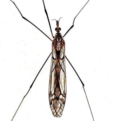 Ischnotoma (Ischnotoma) rubriventris (A crane fly) at Crooked Corner, NSW - 17 Mar 2022 by Milly