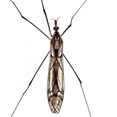 Ischnotoma (Ischnotoma) rubriventris (A crane fly) at Crooked Corner, NSW - 16 Mar 2022 by Milly