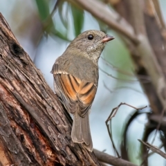 Pachycephala pectoralis (Golden Whistler) at Piney Ridge - 16 Mar 2022 by Kenp12