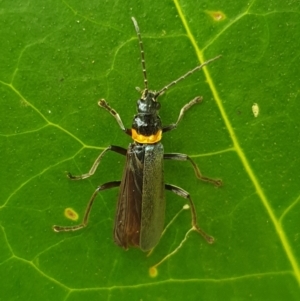 Chauliognathus lugubris at Turner, ACT - 17 Mar 2022 05:16 PM